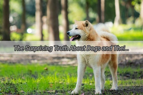 The Surprising Truth About Dogs and Their Itchy Relief Do They Squeeze Ticks Out Themselves